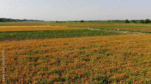 ドローン空撮　ポピー畑　日本の風景