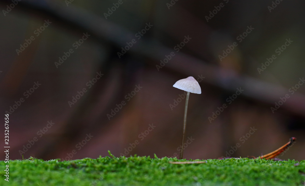 mushrooms of wild forest mushrooms of wild forest