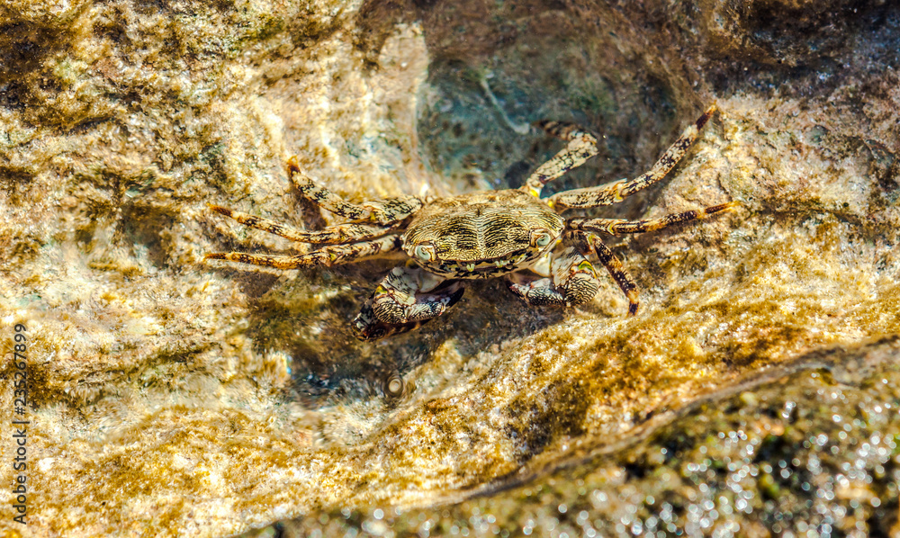 Big Crab in sea ocean water natural background Big Crab in sea ocean water natural background