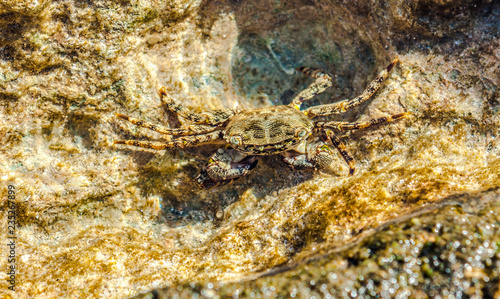 Big Crab in sea ocean water natural background