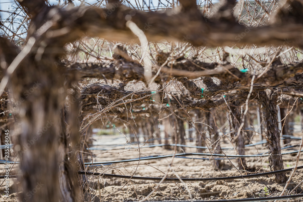 custom made wallpaper toronto digitaldry vines in the vineyard