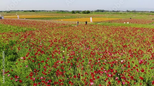 ドローン空撮　ポピー畑　日本の風景