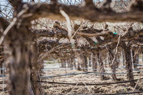 Wallpaper Mural dry vines in the vineyard Torontodigital.ca