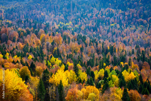 Scenic landscape with trees in mountain forest in autumn