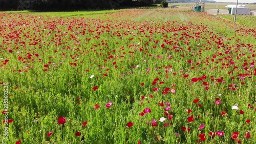 ドローン空撮　ポピー畑　日本の風景