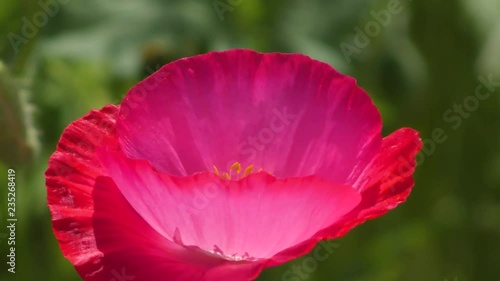 ポピー畑　日本の風景