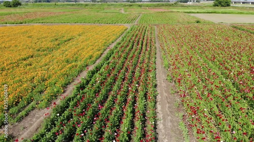 ドローン空撮　ポピー畑　日本の風景