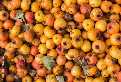 Wild fruit azarole, mediterranean medlar collected and sold in market photo