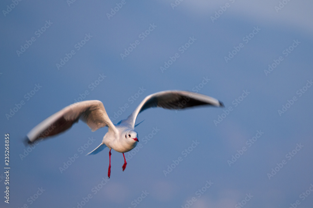 Obraz premium SEAGULL FLYING OVER IN THE BLUE SKY IN SUNNY WEATHER