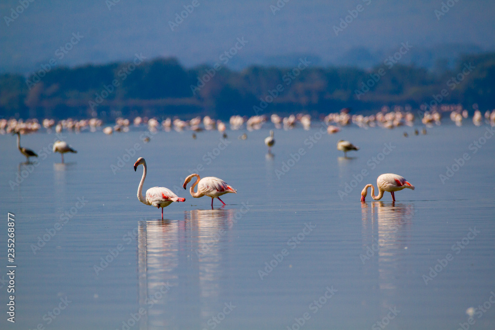 PINK FLAMINGOS RESTING IN A LAKE ON A SUNNY DAY