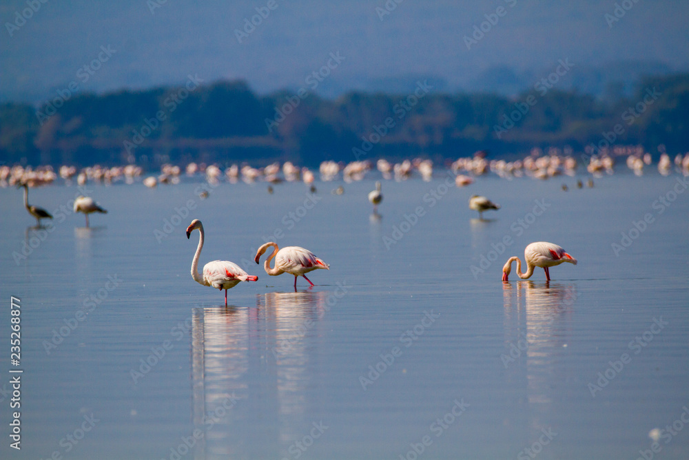 Naklejka premium PINK FLAMINGOS RESTING IN A LAKE ON A SUNNY DAY