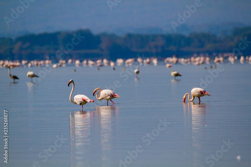 PINK FLAMINGOS RESTING IN A LAKE ON A SUNNY DAY photo