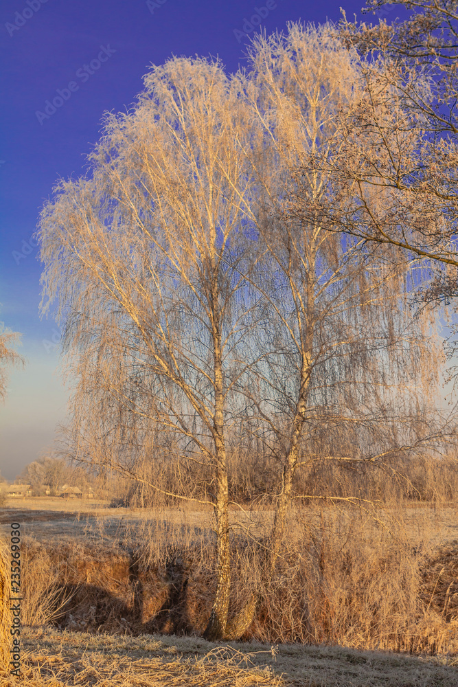 Fototapeta premium Foggy Landscape frozen trees winter concept