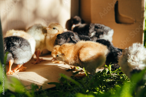 fuzzy multicolored baby chicks in the green grass