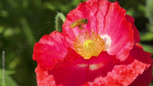 ポピー畑　日本の風景