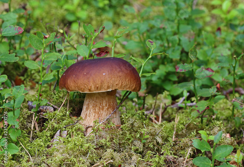 late autumn mushrooms