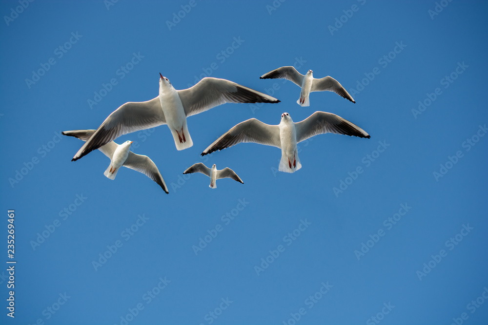 Obraz premium Seagull flying in blue a sky