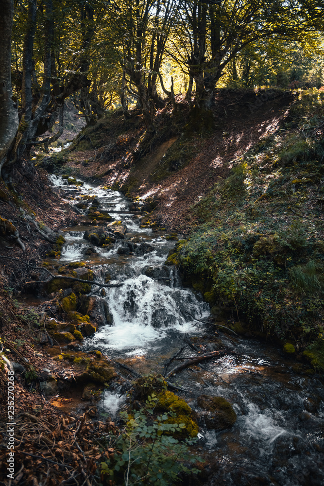A small river deep in the forest, preserve clean water A small river deep in the forest, preserve clean water
