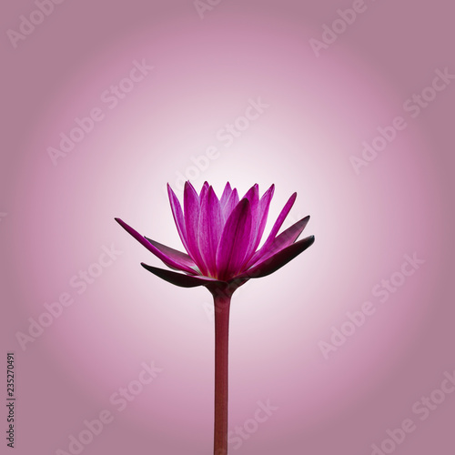 Fototapeta Naklejka Na Ścianę i Meble -  Pink water lily isolated on white pink gradient background with working path