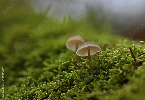 Late autumn mushrooms