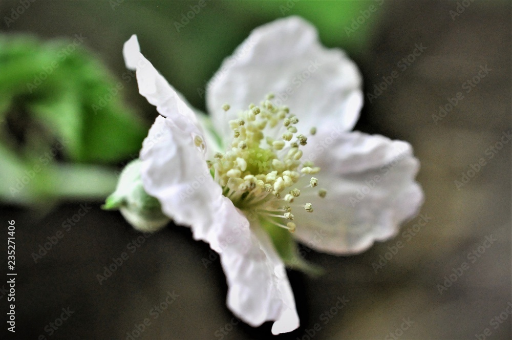 fiore bianco fiore bianco
