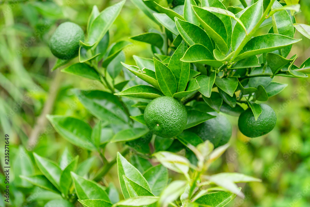 徳島県の特産物 すだちの木 Stock Photo | Adobe Stock
