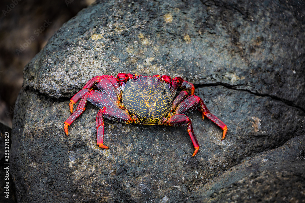Red crab on black volcanic rock.