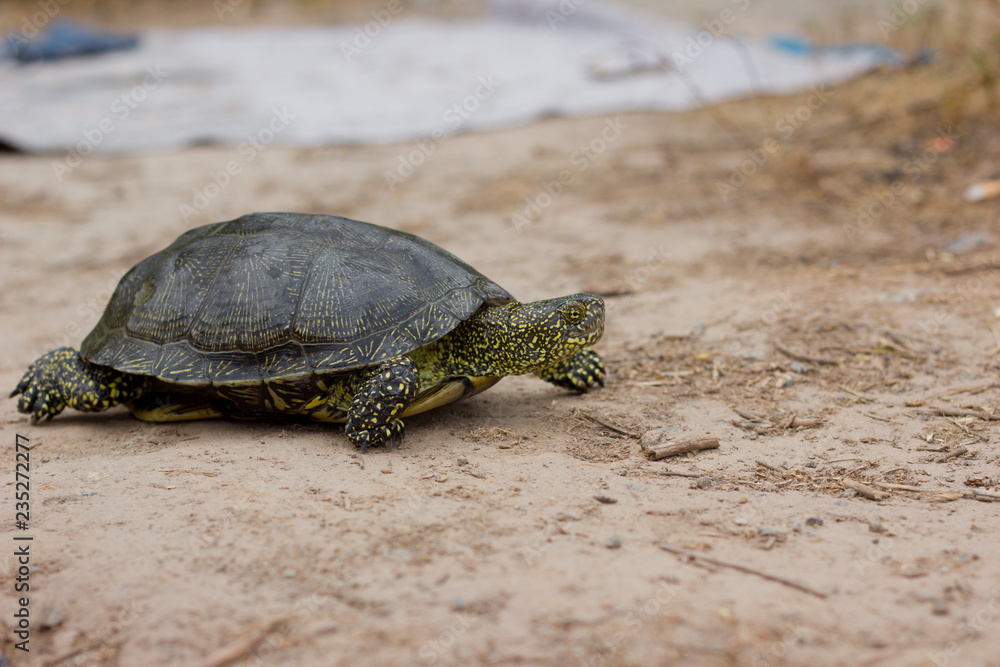Obraz premium Turtle