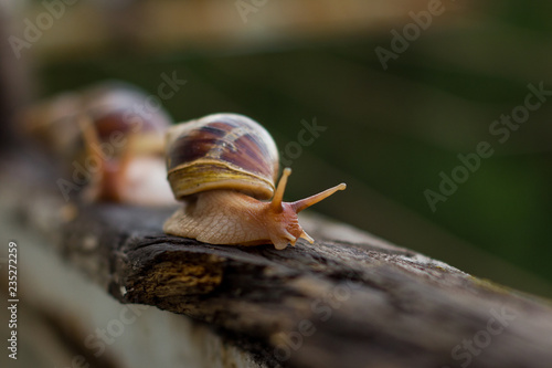 Hello snail