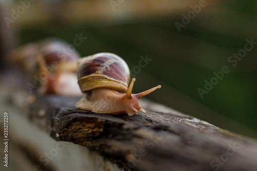 Hello snail photo