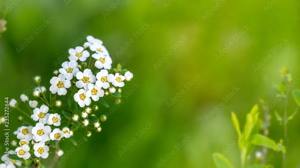 Spring branch with white small flowers. Background. Copy space Spring branch with white small flowers. Background. Copy space