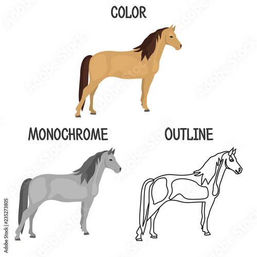 Horse breed in color, monochrome and outline design color flat icon