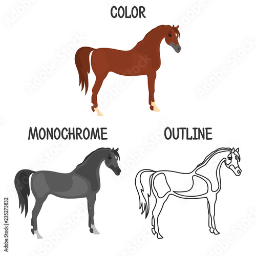 Horse breed in color, monochrome and outline design color flat icon