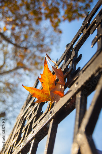 autumn leaf on the fence © Miroslava Arnaudova