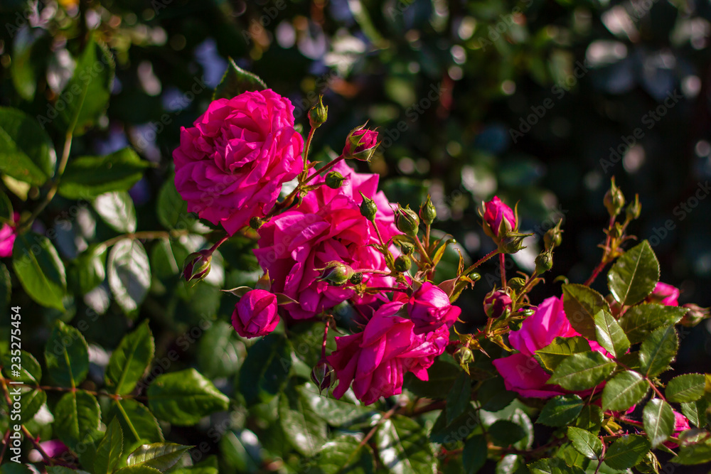 Pinke Rose
