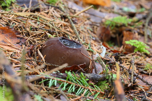 Sarcosoma globosum photo