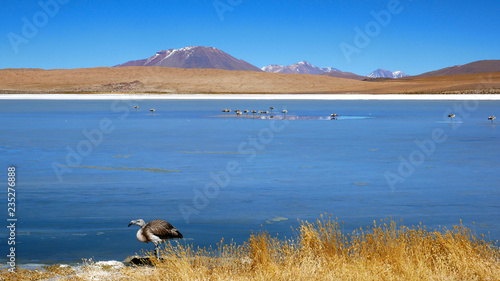 Beautiful lagoon in the mountains of andes and one young flamingo in the Salar de Uyuni, Bolivia