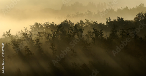 Nebbia tra gli alberi