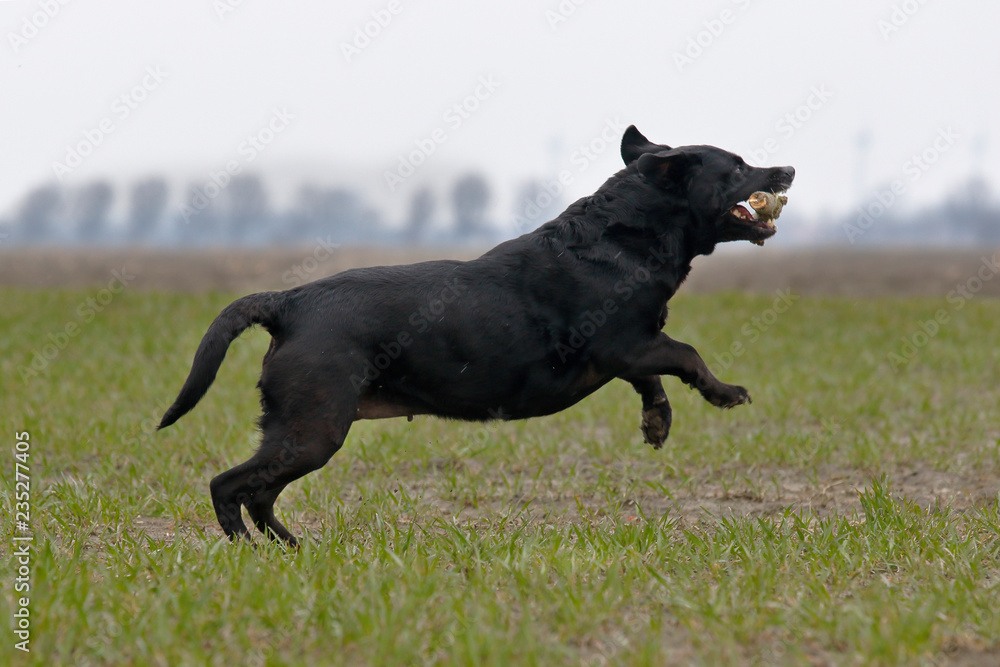Labrador in Aktion Labrador in Aktion