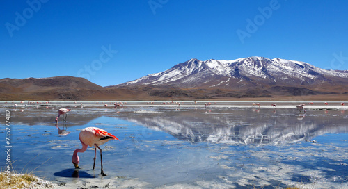 Flamingos in Laguna Hedionda located near the Uyuni Salt Flat (Salar de Uyuni) in Bolivia, South America