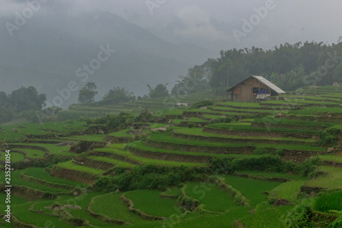 Wallpaper Mural lush green rice fields in sapa vietnam Torontodigital.ca