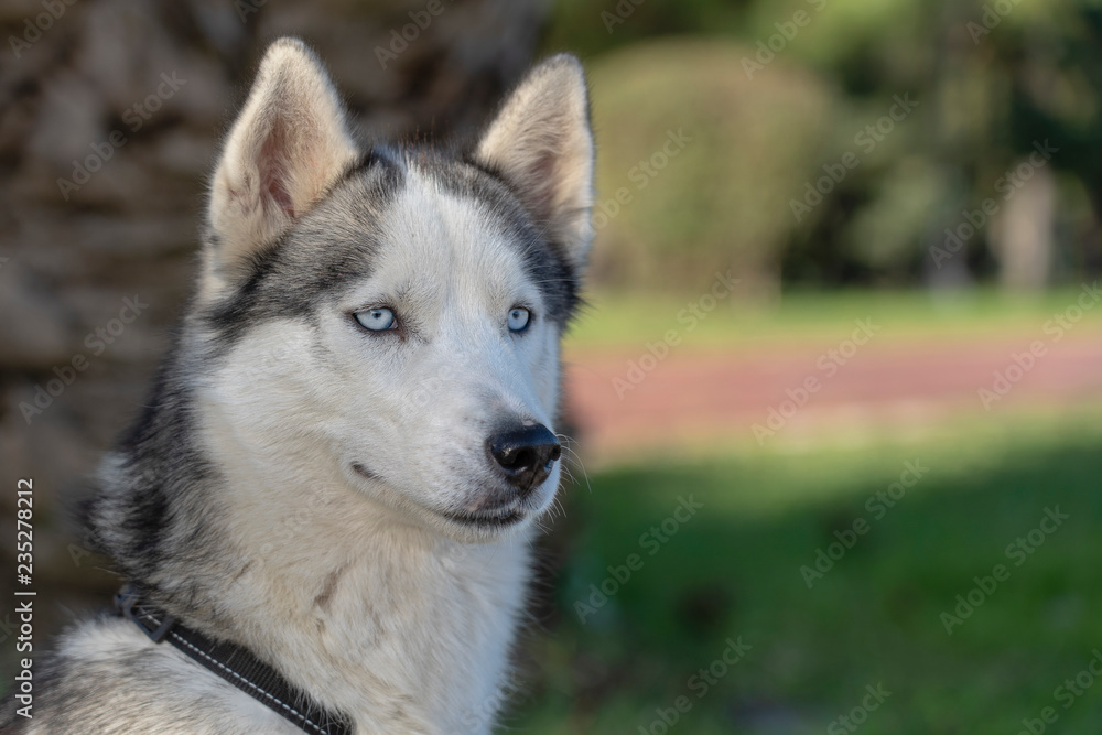 Siberian husky dog with blue eyes sits and looks, outdoors in nature on a sunny day, close up