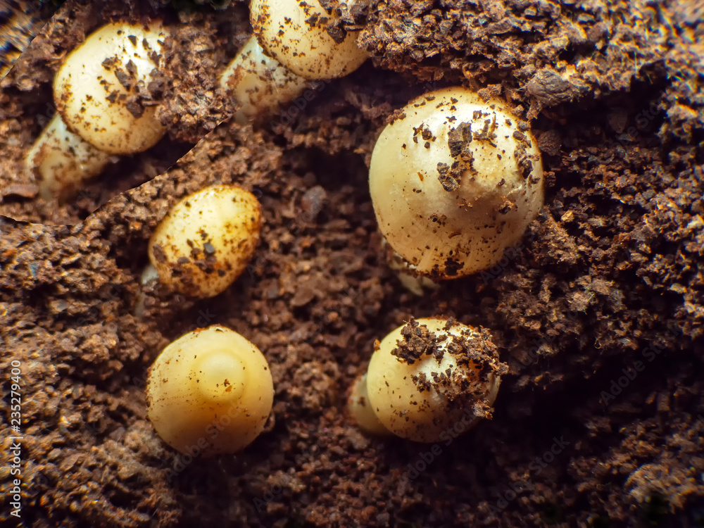 Termite Mushroom Macro Growing on anthill. Termite Mushroom Macro Growing on anthill.