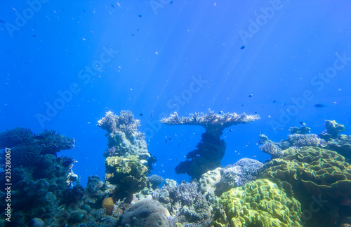 red sea underwater coral reef