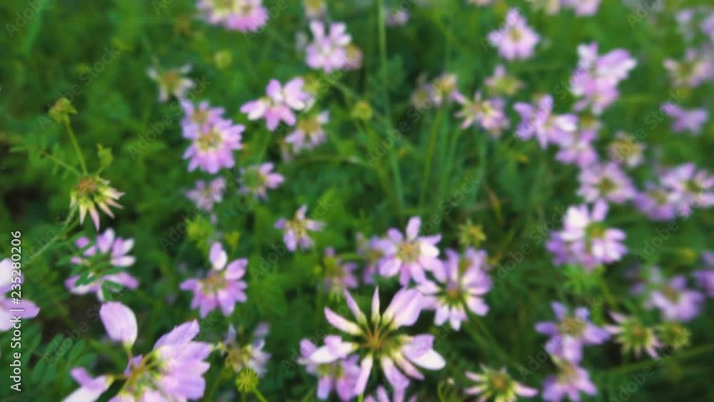 Insect POV - Flying Through Flower Field Insect POV - Flying Through Flower Field