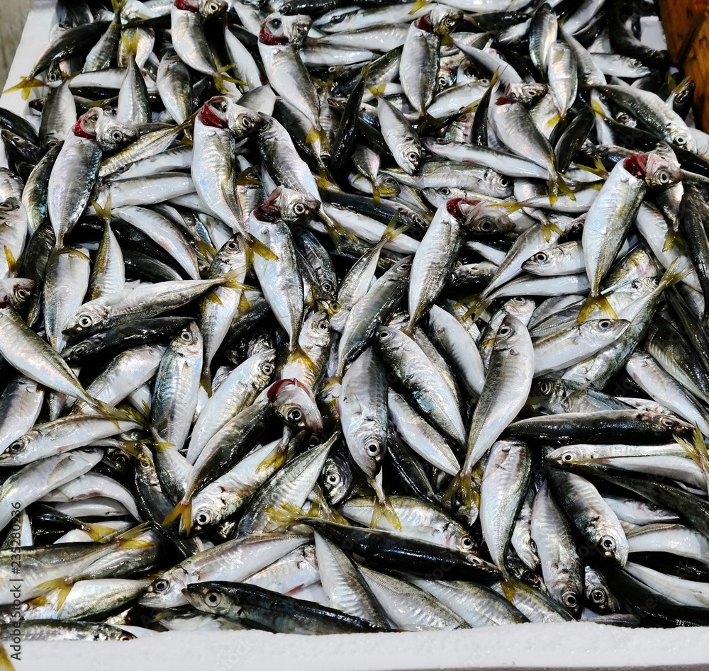 horse mackerel horse mackerel