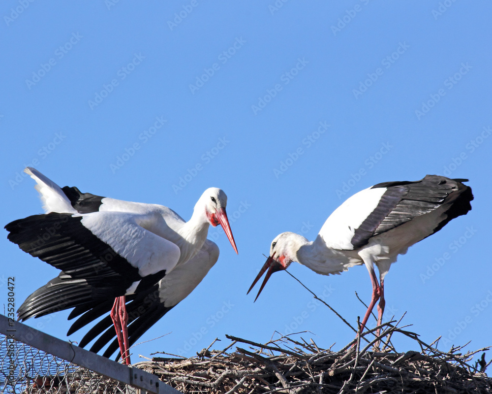 Naklejka premium discutions de cigognes