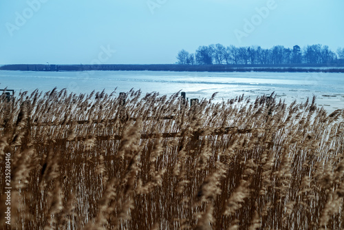 Schilf am Bodden an der Ostsee