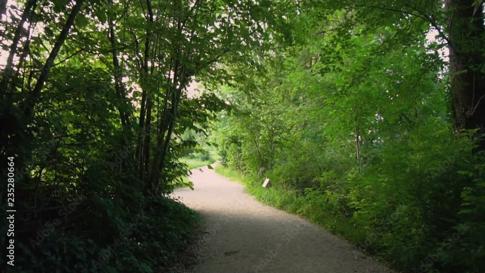 Empty Gravel Walking Path in Forest