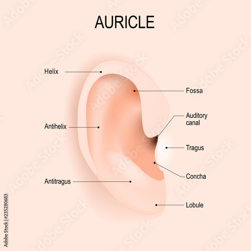 Auricle. Anatomy of the human ear. piercing